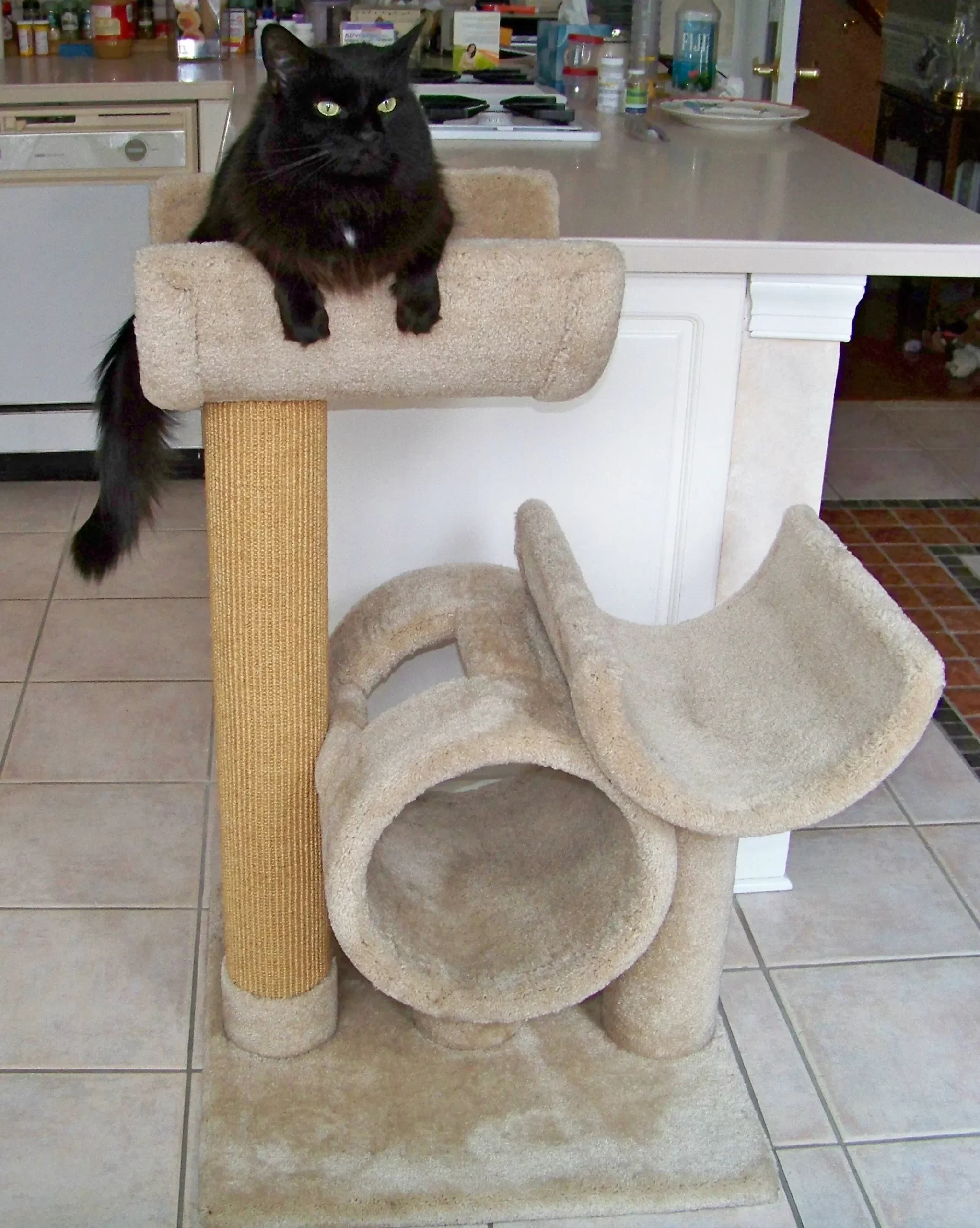 Gallery – Wade's Cat Trees